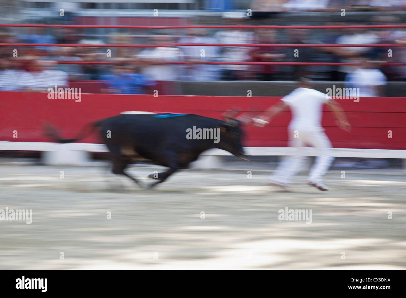 A bull chasing a man in an arena Stock Photo