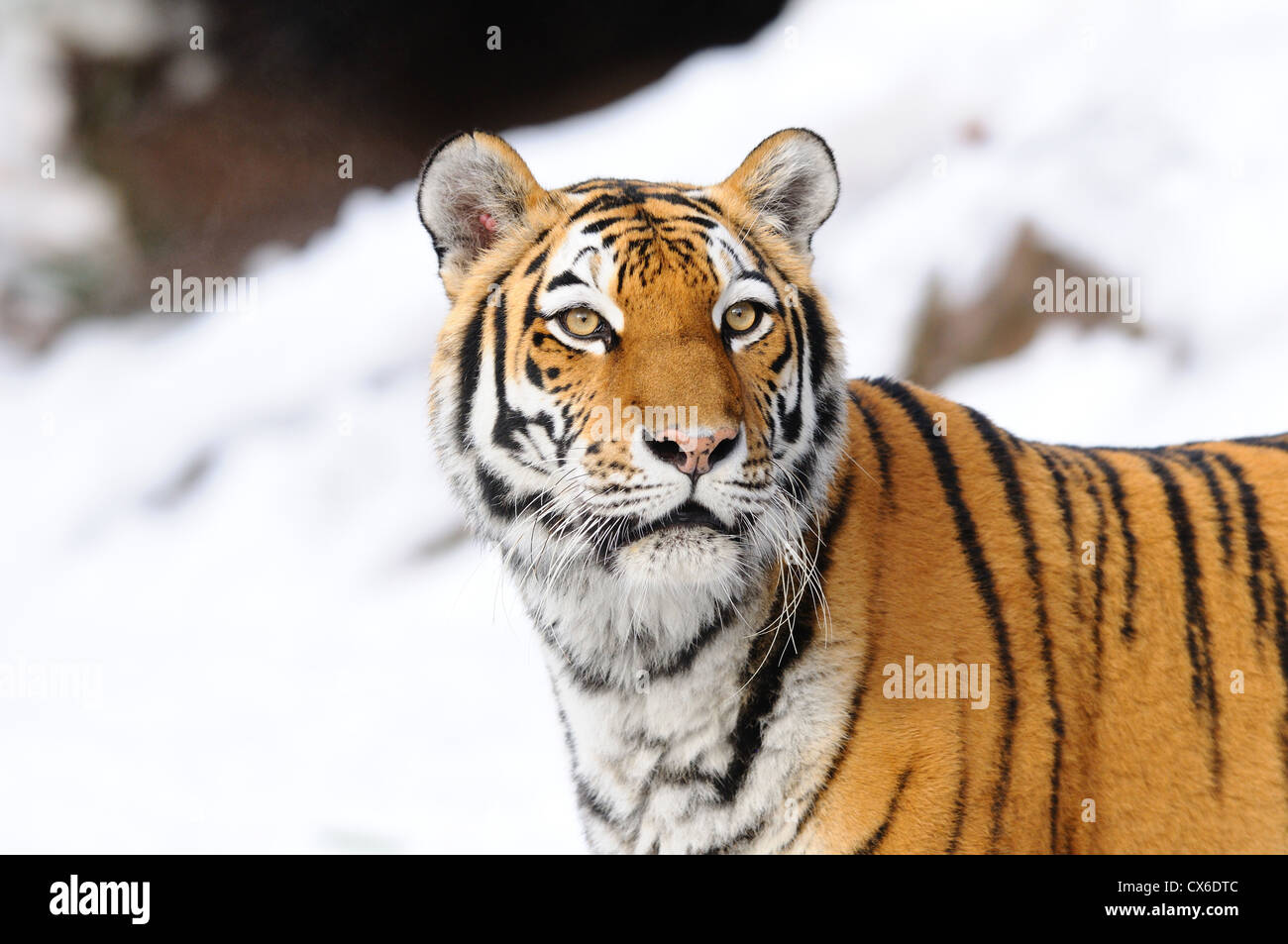 Siberian Tiger Stock Photo