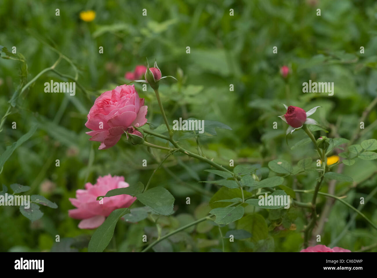 Bush of pink roses in the summer garden Stock Photo - Alamy