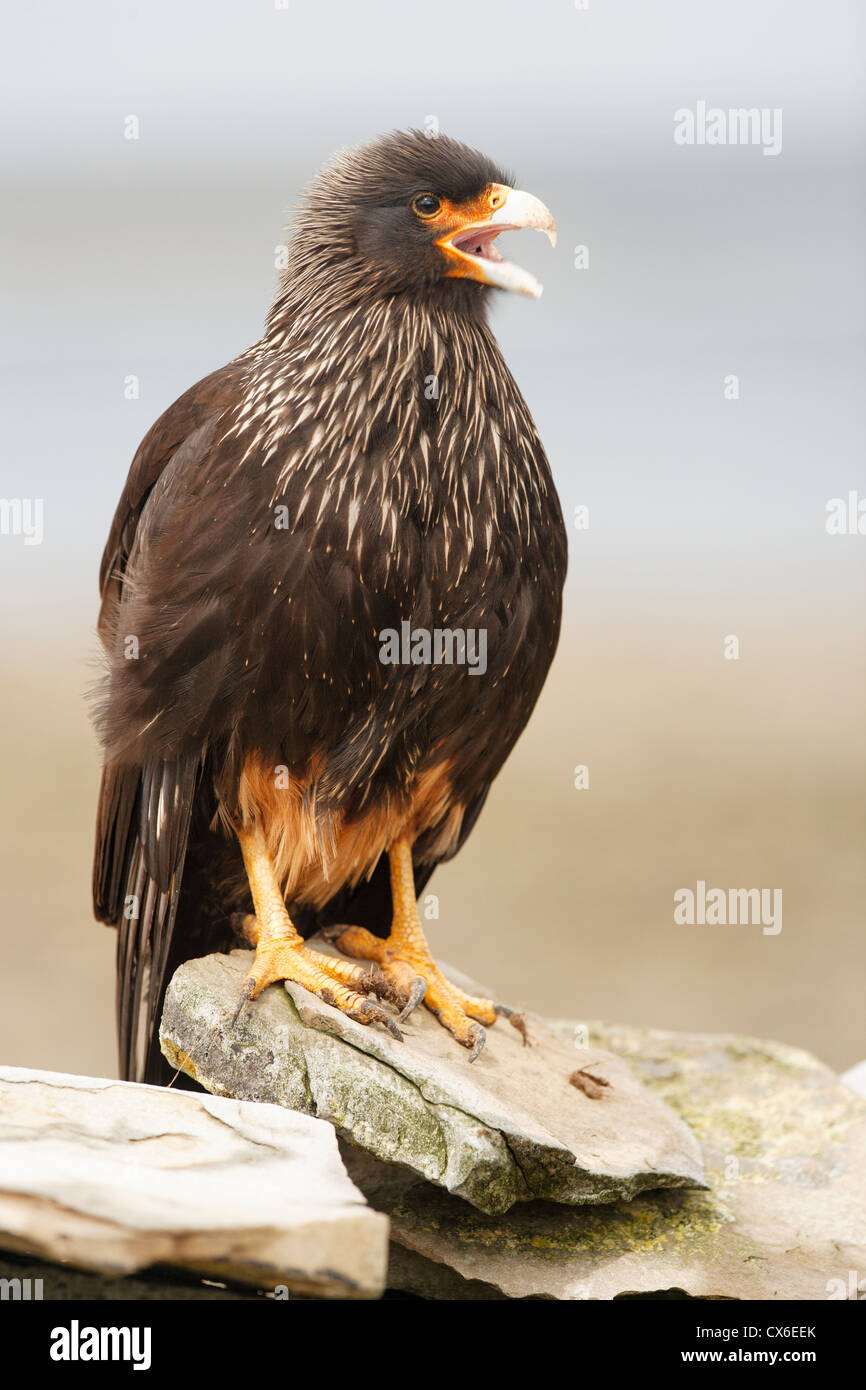 striated-caracara-phalcoboenus-australis-sea-lion-falkland-islands
