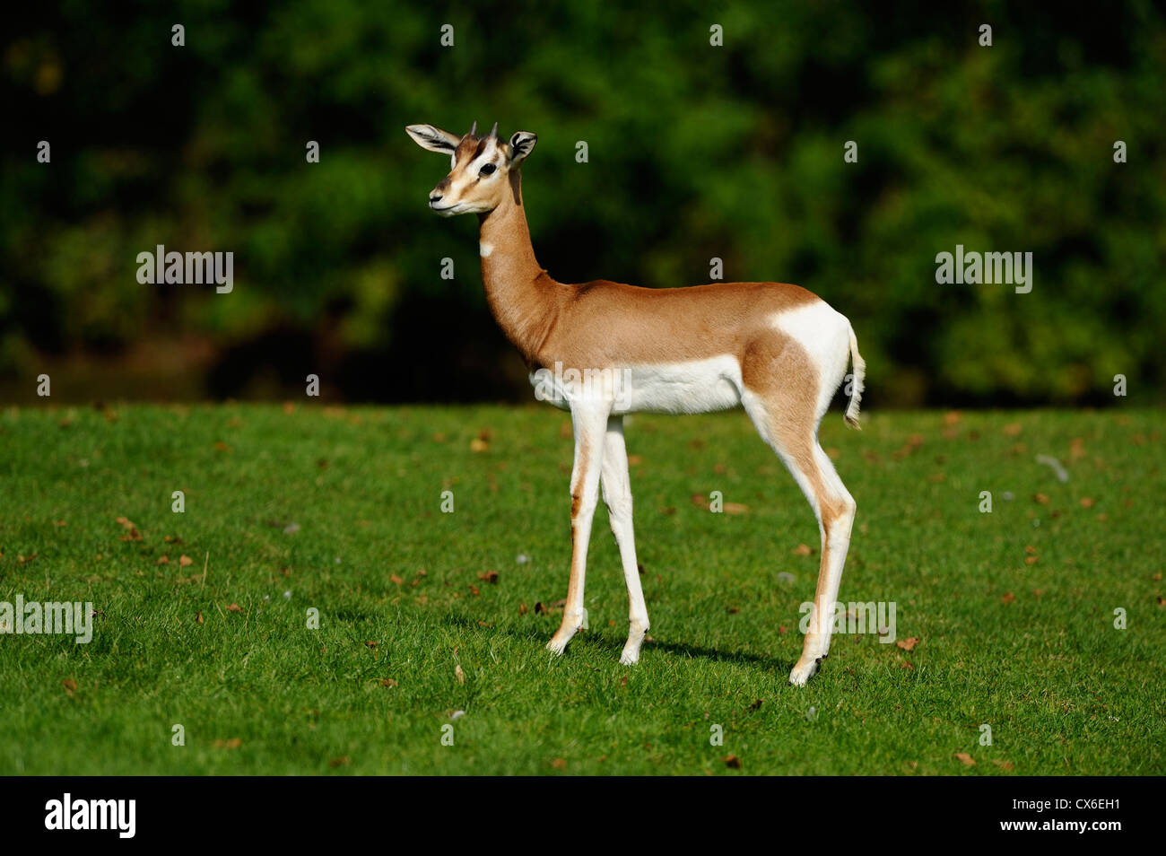 Captive stands laterally hi-res stock photography and images - Alamy