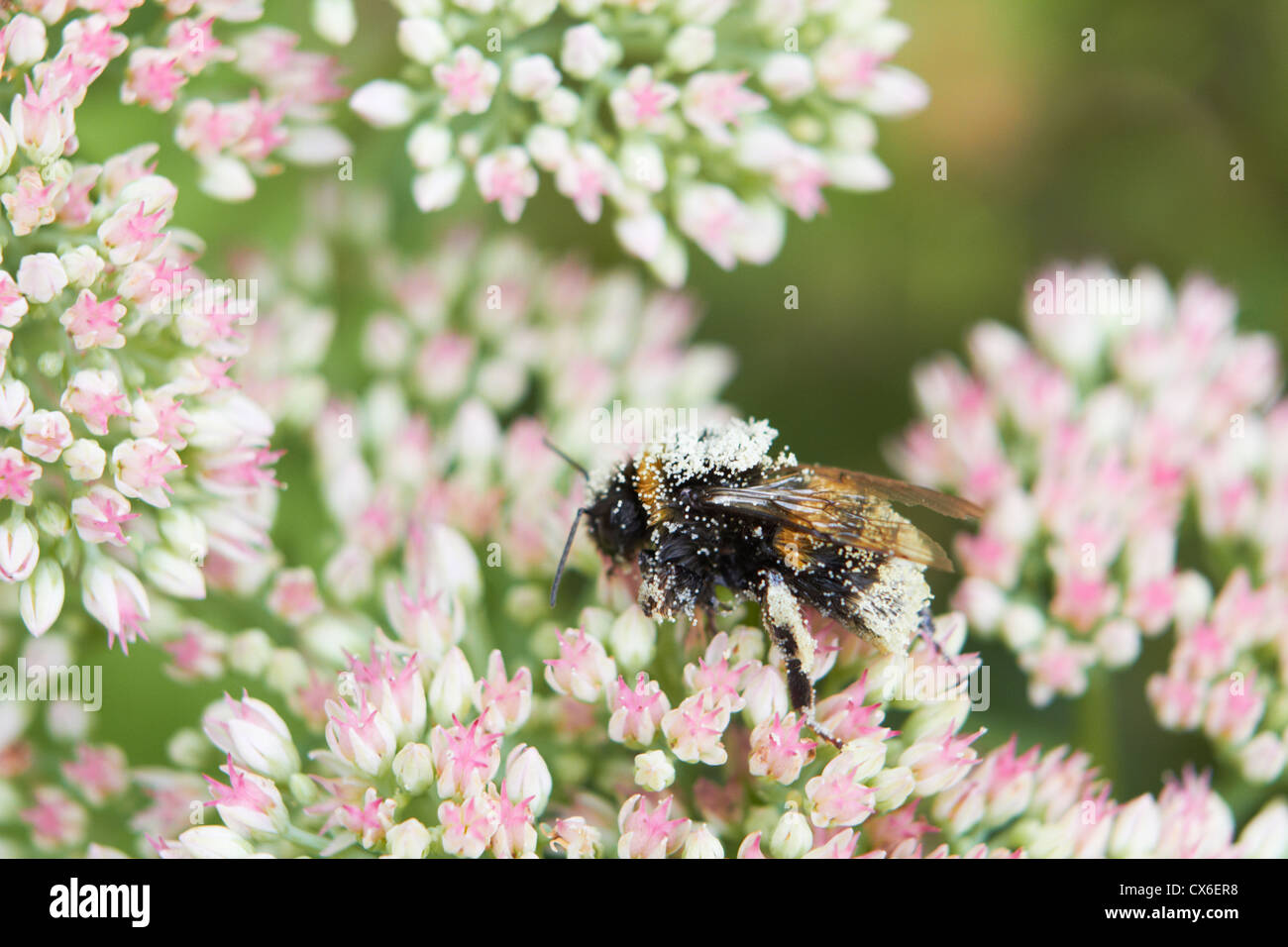 Pollen Covered Bee On Flower Head Stock Photo
