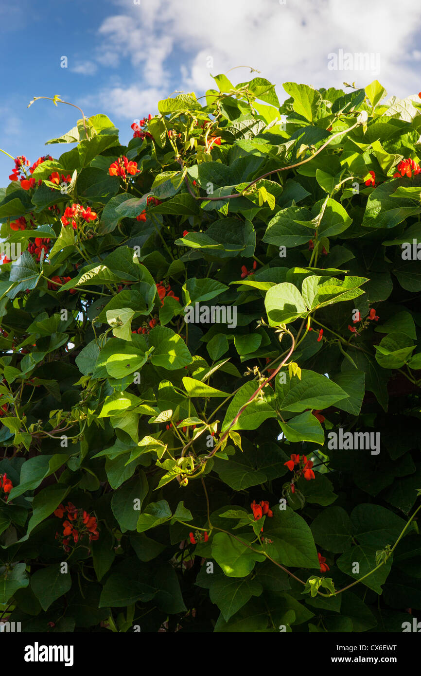 Flowering runner bean plants in the sunshine Stock Photo Alamy