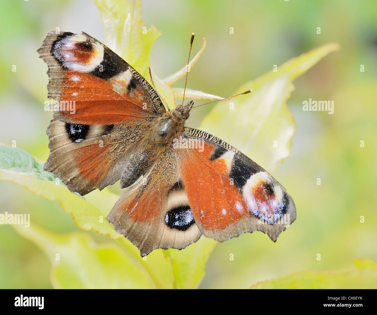 Macro of butterfly Peacock (Inachis io) sitting on the green leaf. Stock Photo