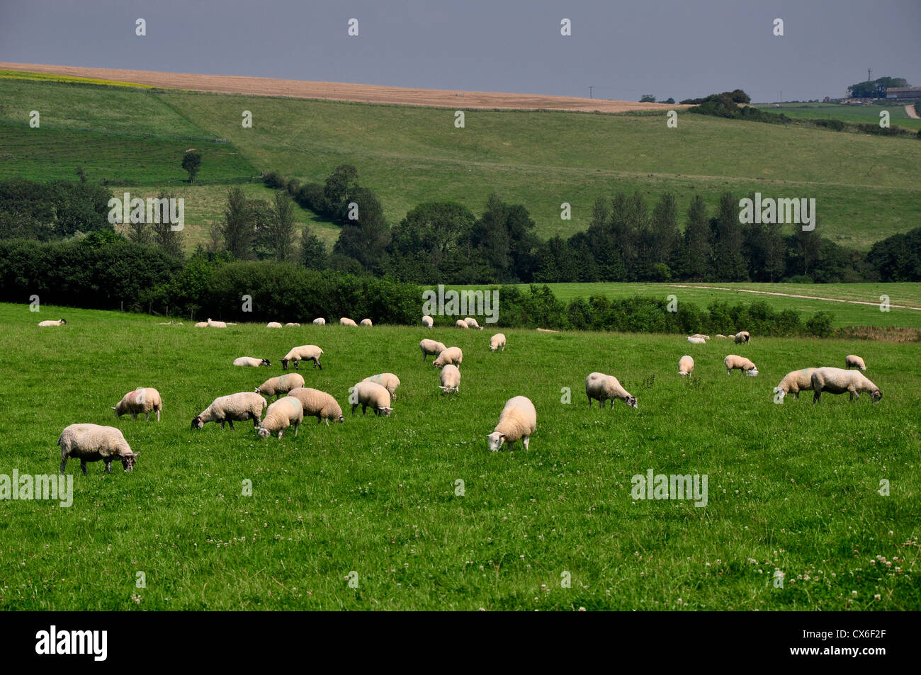A field full of sheep on a Dorset hillside UK Stock Photo