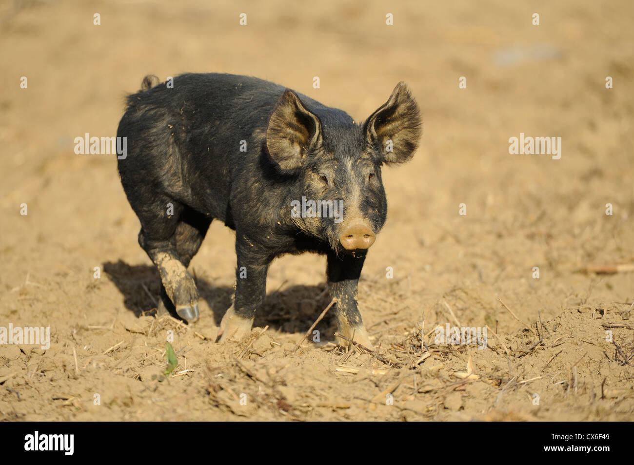 Piglet walking side view hi-res stock photography and images - Alamy