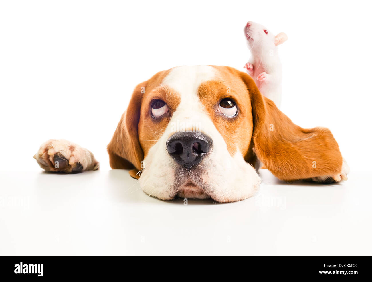 The dog and rat look in top , isolated on a white background Stock Photo