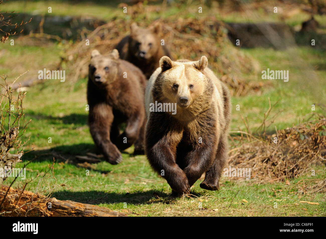 The galloping bear hi-res stock photography and images - Alamy