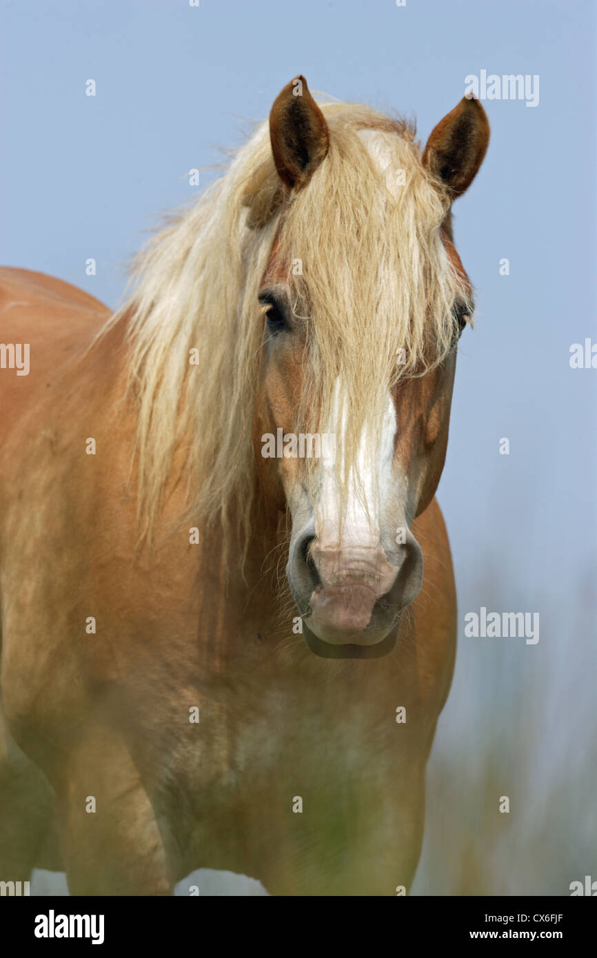 Jutland Horse, portrait Stock Photo