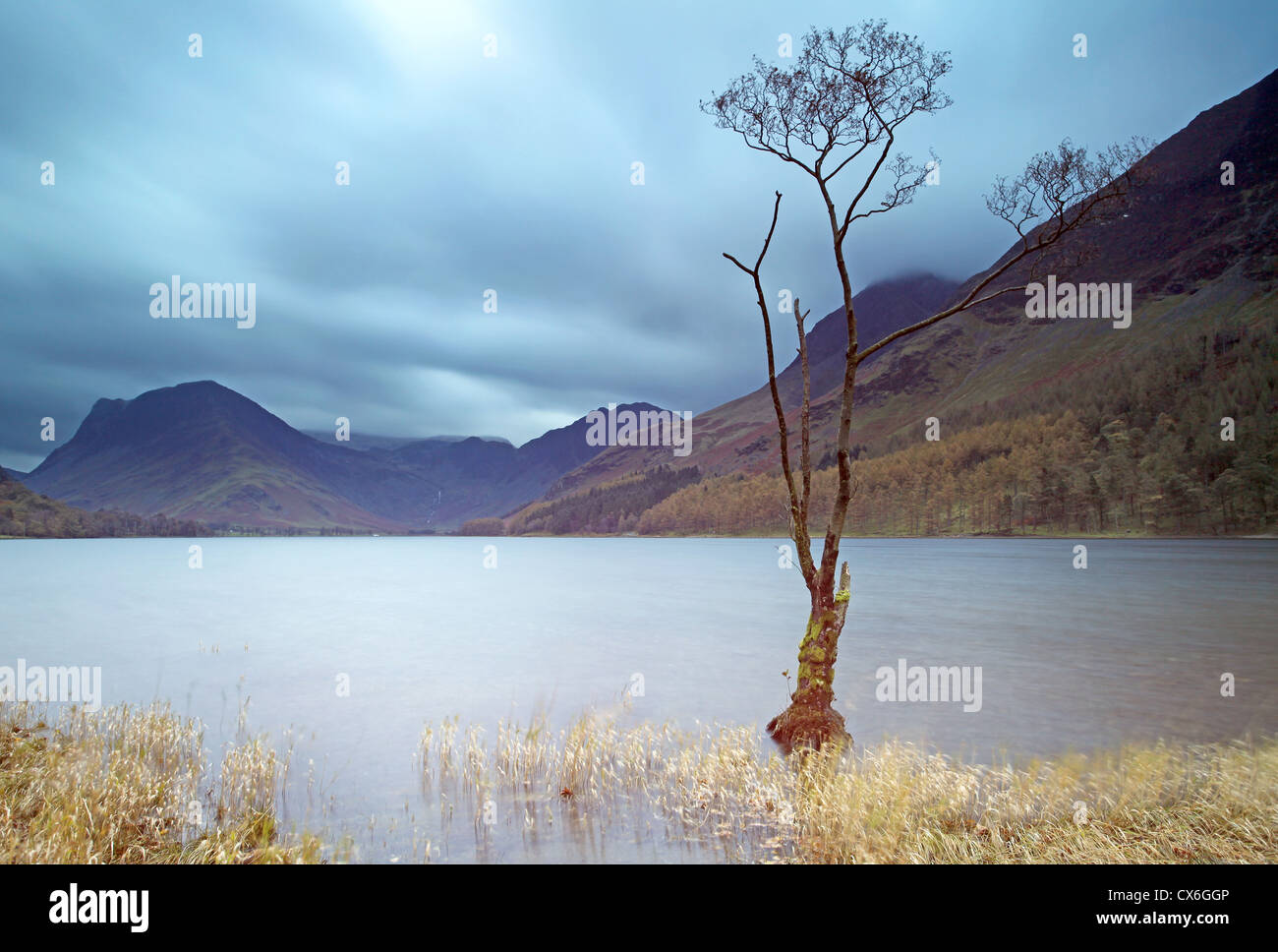 Lone tree, Buttermere Stock Photo