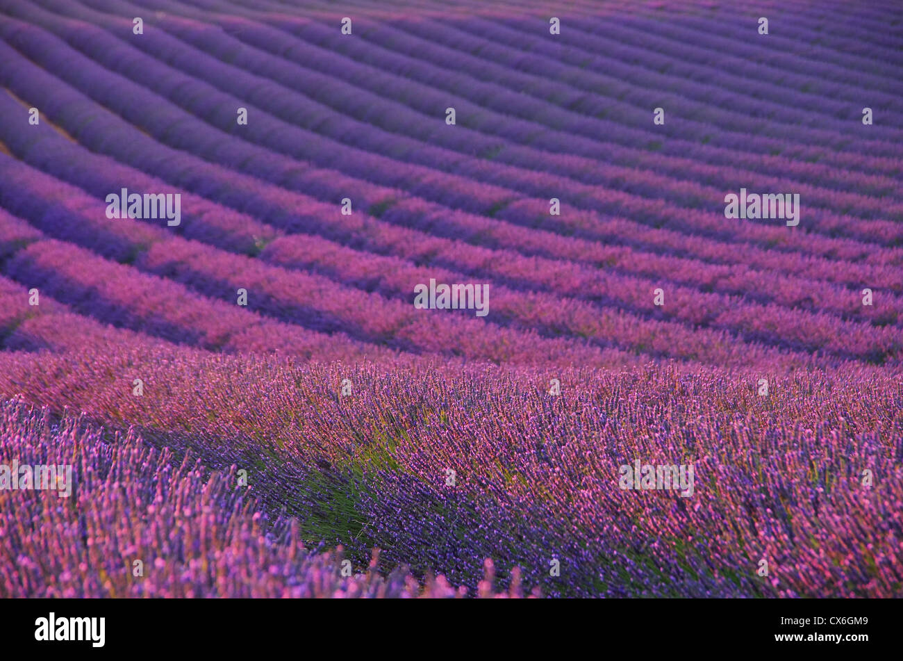 Lavendelfeld - lavender field 04 Stock Photo