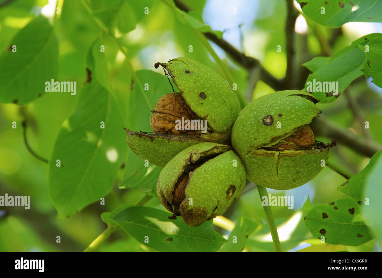 Walnussbaum - walnut tree 06 Stock Photo