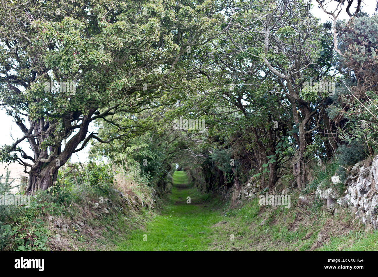 Neolithic path leading to Ballynoe Stone Circle, the Lecale Peninsula, County Down, Northern Ireland Stock Photo