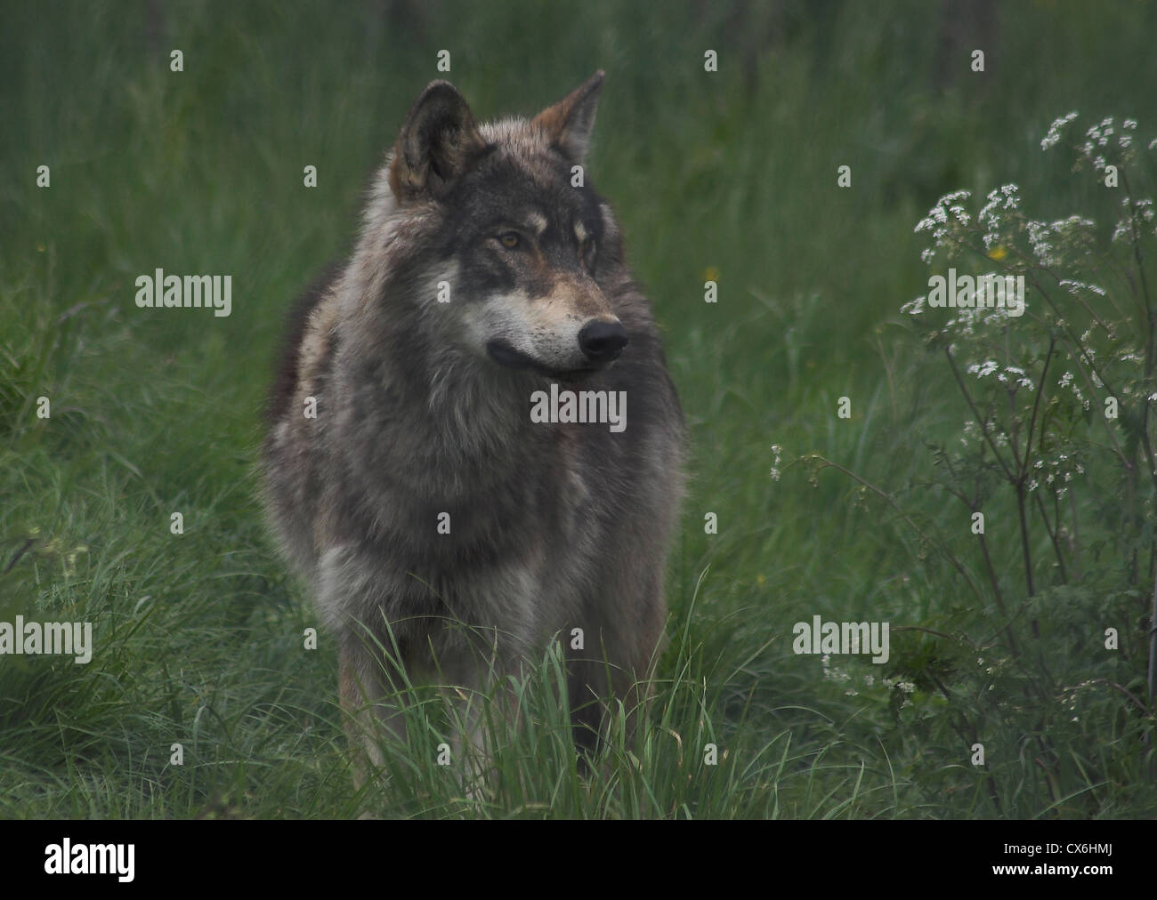 Northwestern wolf standing in grass Stock Photo Alamy