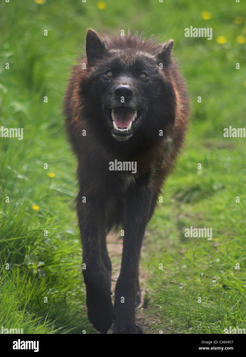 Northwestern Wolf approaching camera Stock Photo