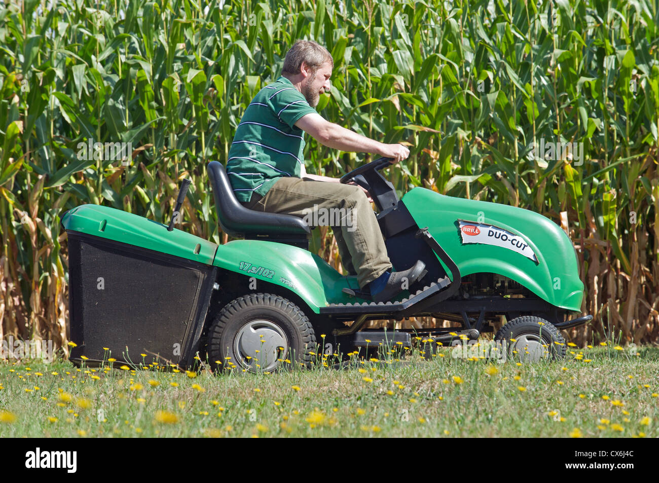 Man cutting lawn on ride-on mower close to agricultural field growing maize Stock Photo