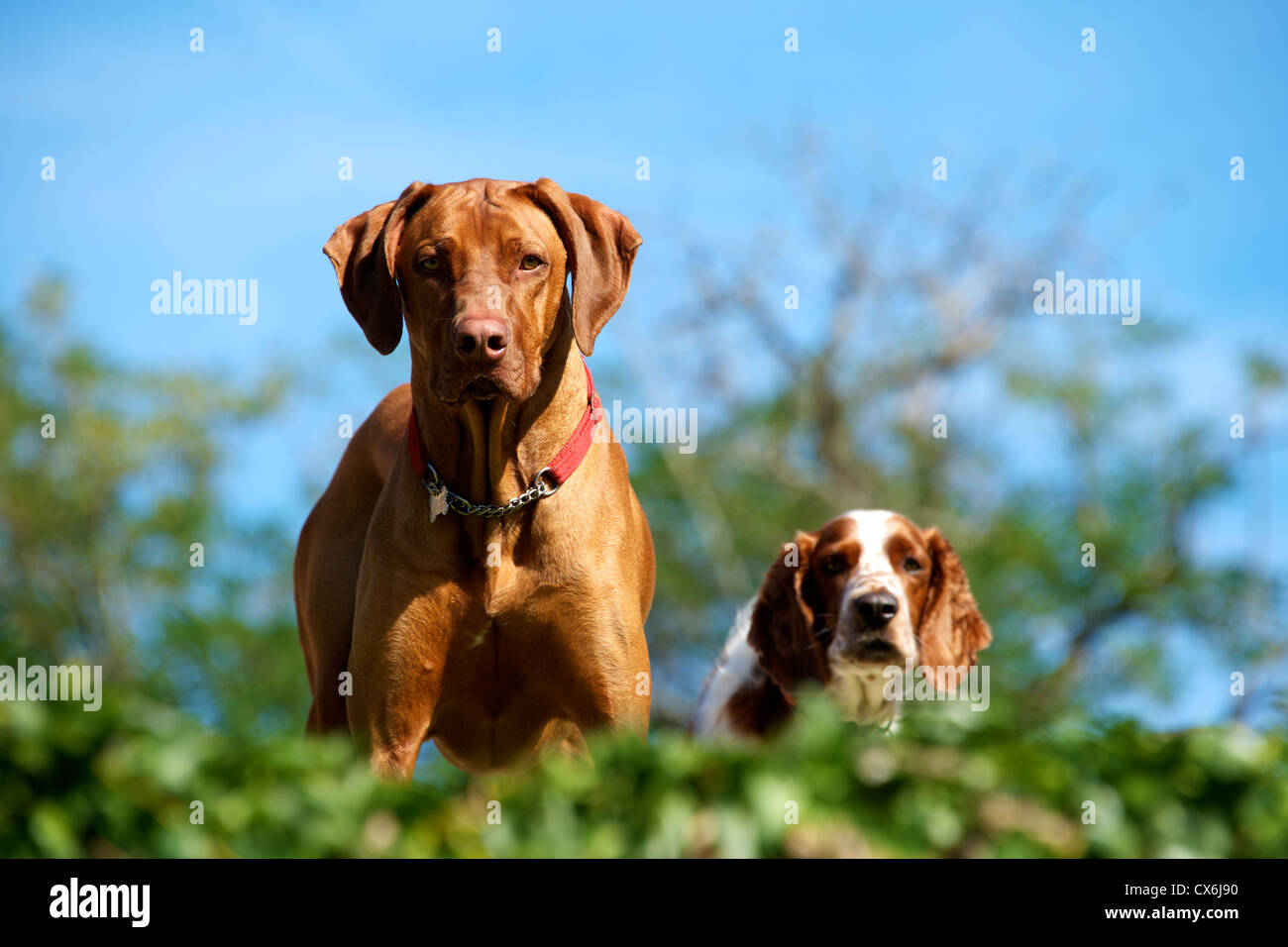Rhodesian Ridgeback Part Spaniel Rigeback hi-res stock photography and images - Alamy