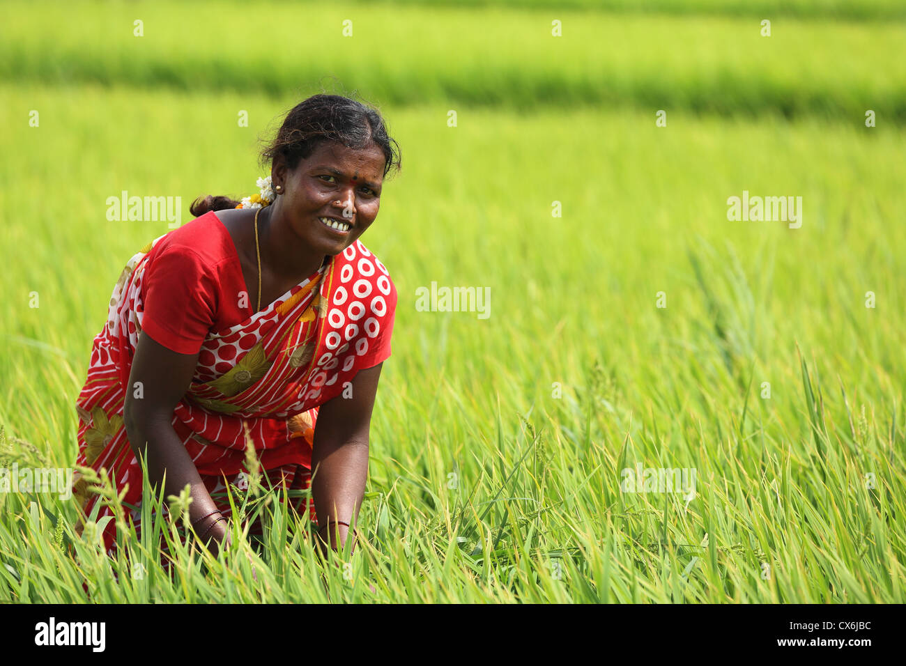 Indian woman in a paddy field Andhra Pradesh South India Stock Photo