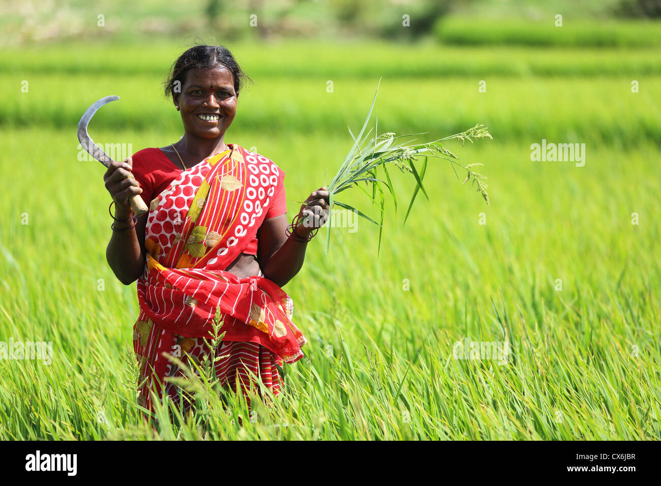 Indian woman in a paddy field Andhra Pradesh South India Stock Photo