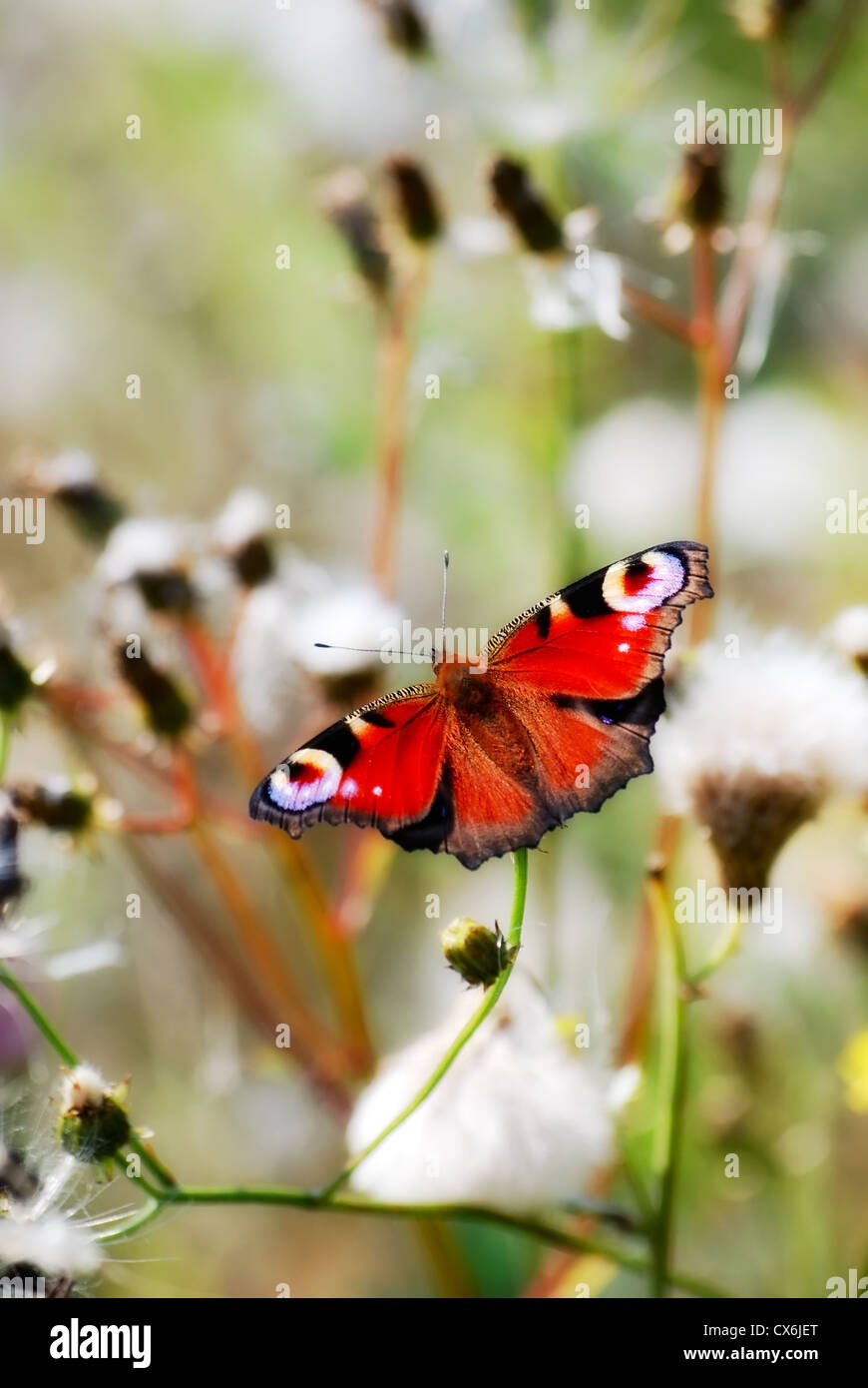 beautiful butterfly peacock. macro Stock Photo - Alamy