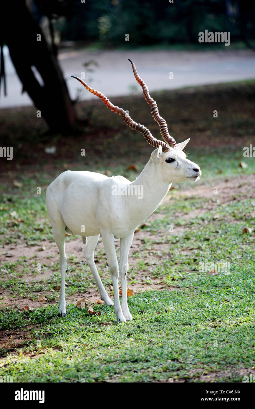 White antelope hi-res stock photography and images - Alamy