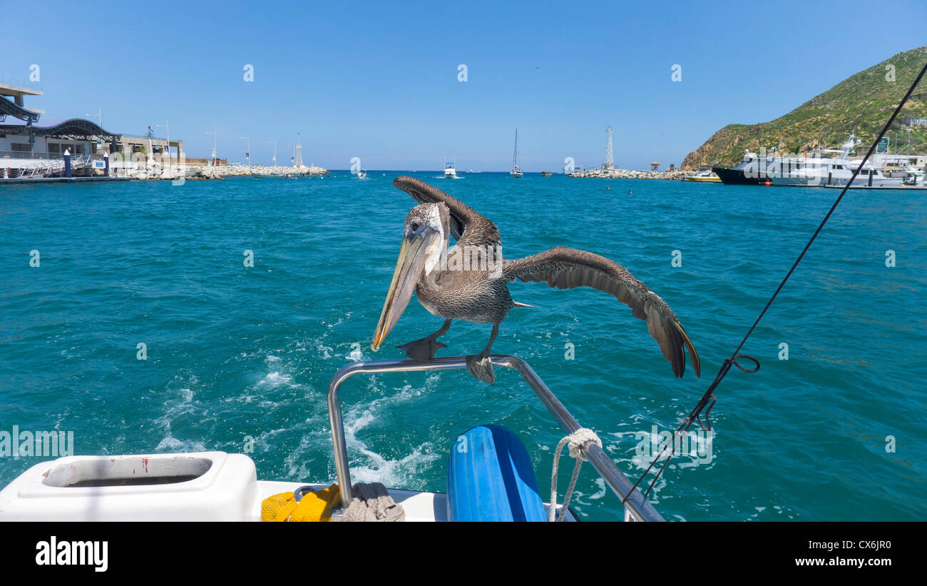 Pelican, Cabo San Lucas, Baja, Mexico Stock Photo