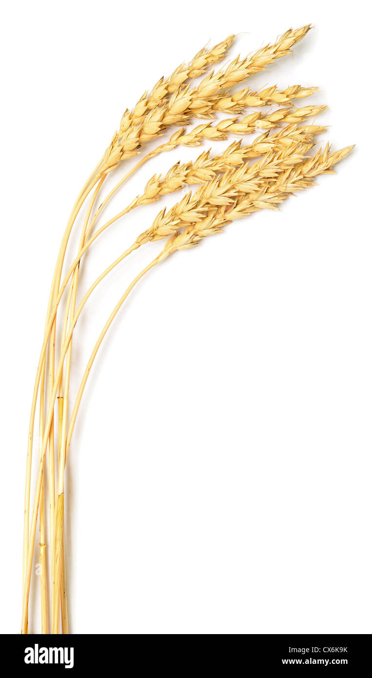 great golden wheat on white background Stock Photo