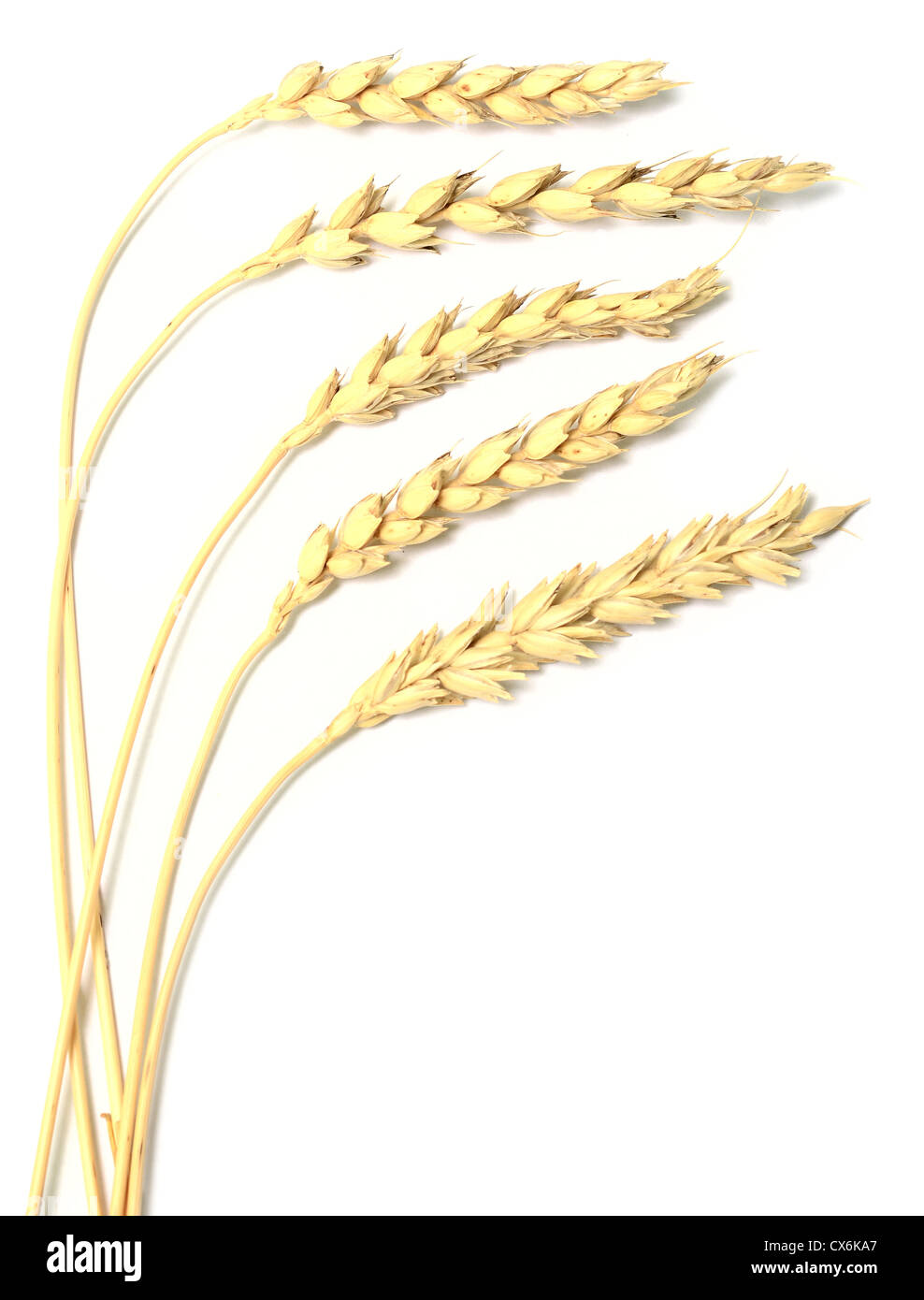 great wheat ears isolated on white Stock Photo