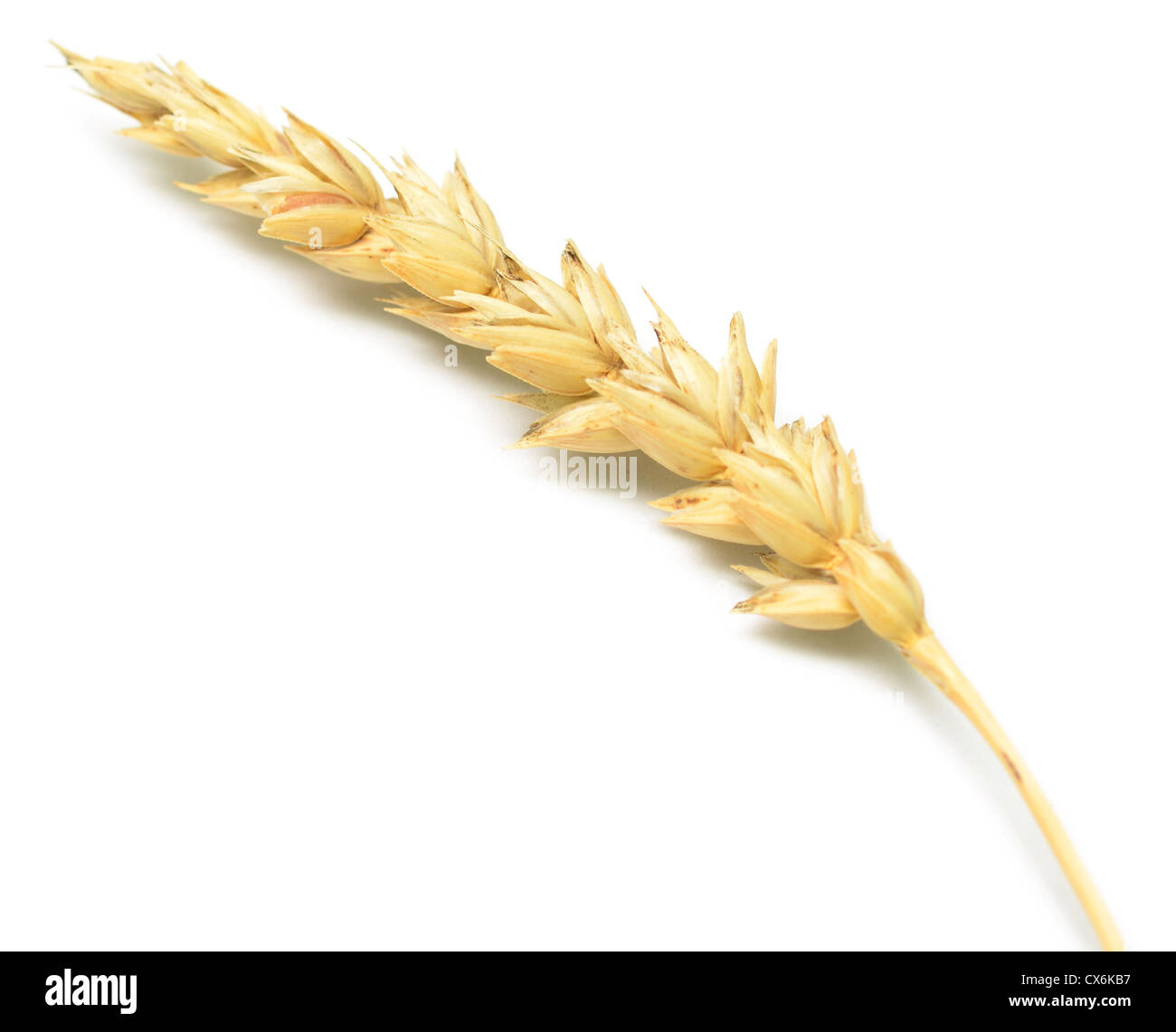 wheat spike isolated on white Stock Photo