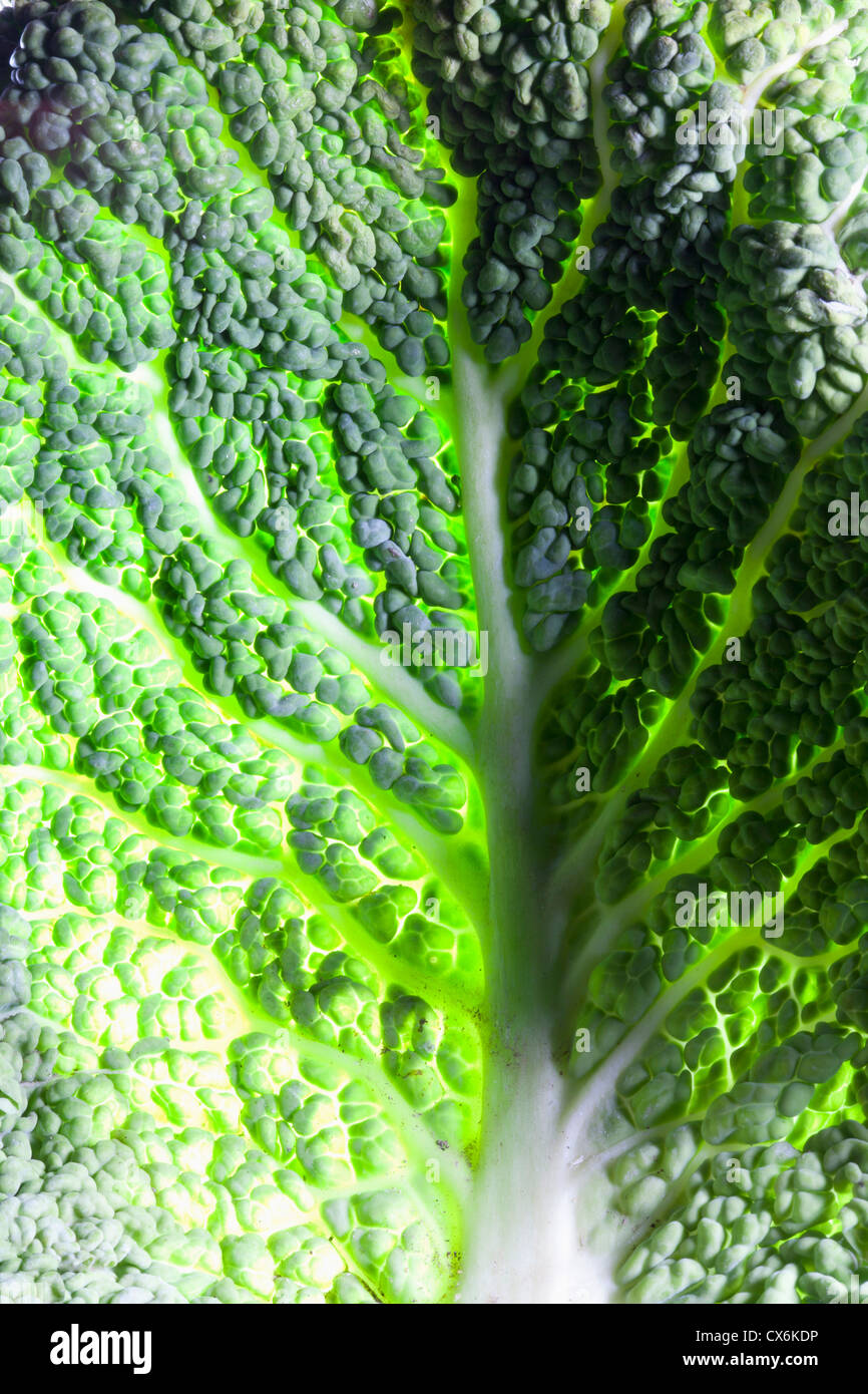 Leaf of Savoy cabbage, full frame Stock Photo