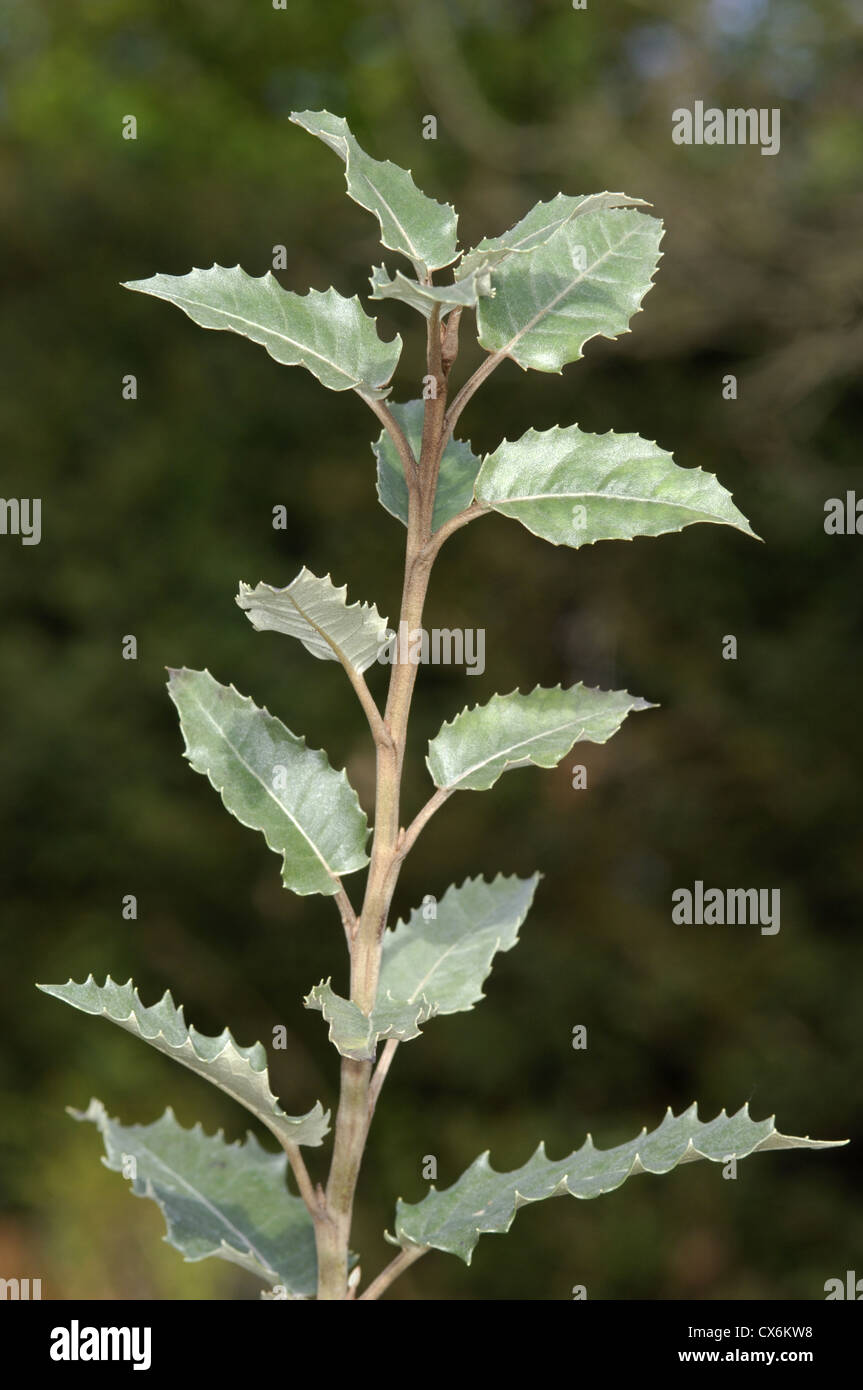 New Zealand Holly Olearia Macrodonta Compositae Stock Photo Alamy