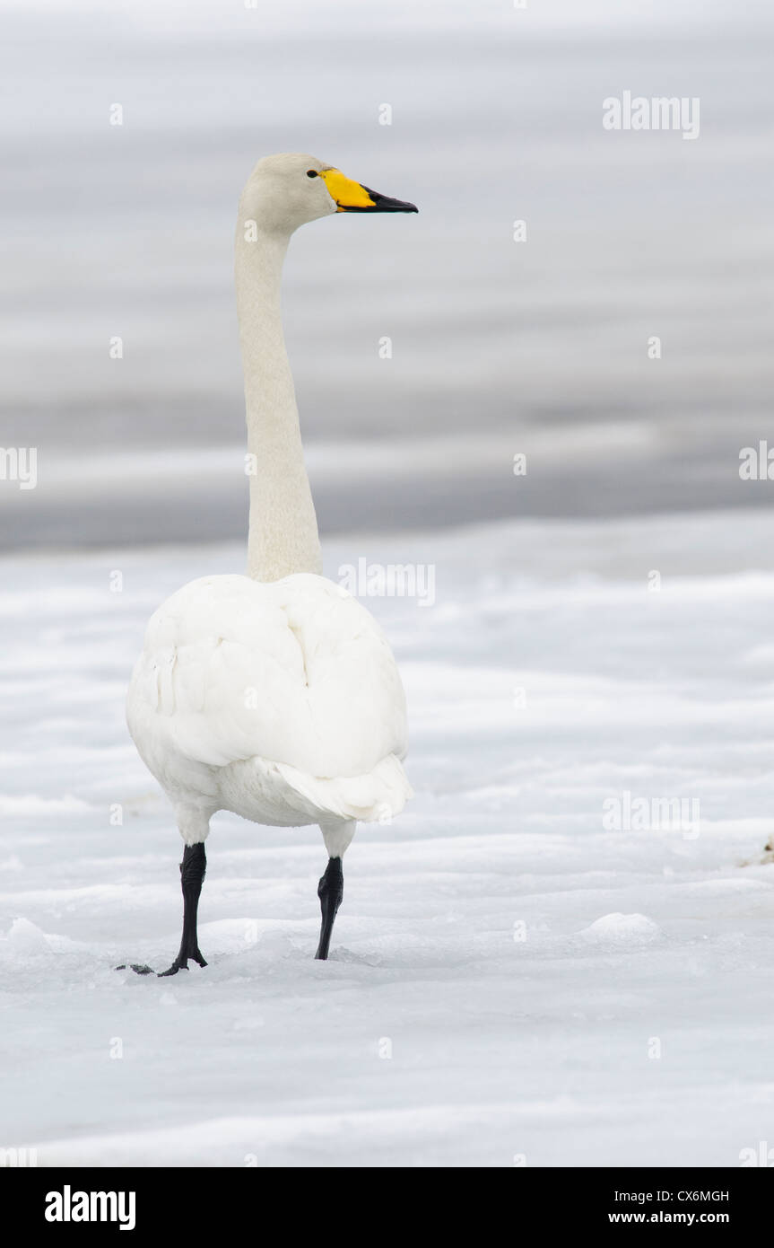 Whooper swan on ice on a frozen lake in Finland Stock Photo