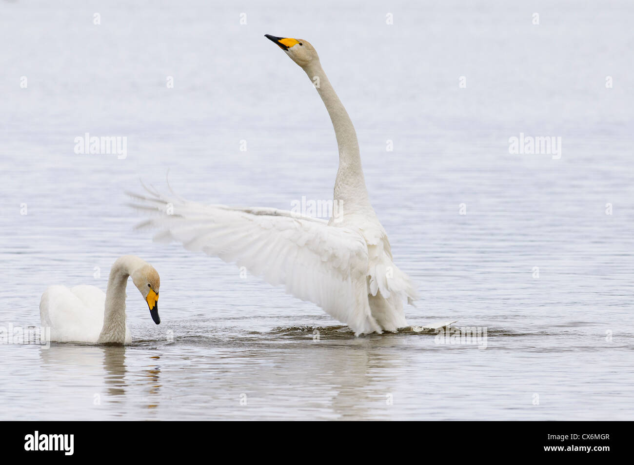 Pair of whooper swans displaying Stock Photo