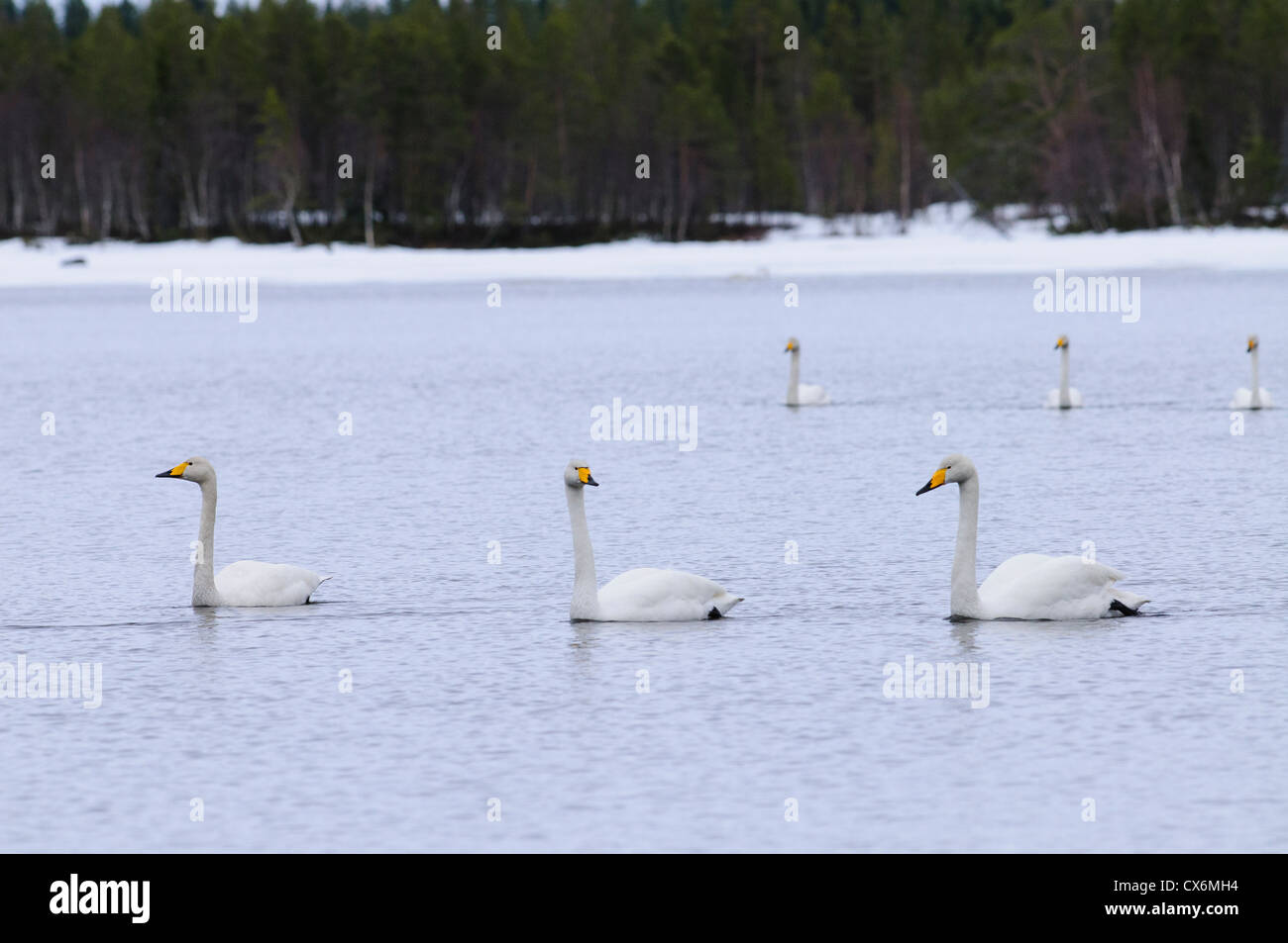 Group of whooper swans swimming in a lake with snow on the shore Stock Photo