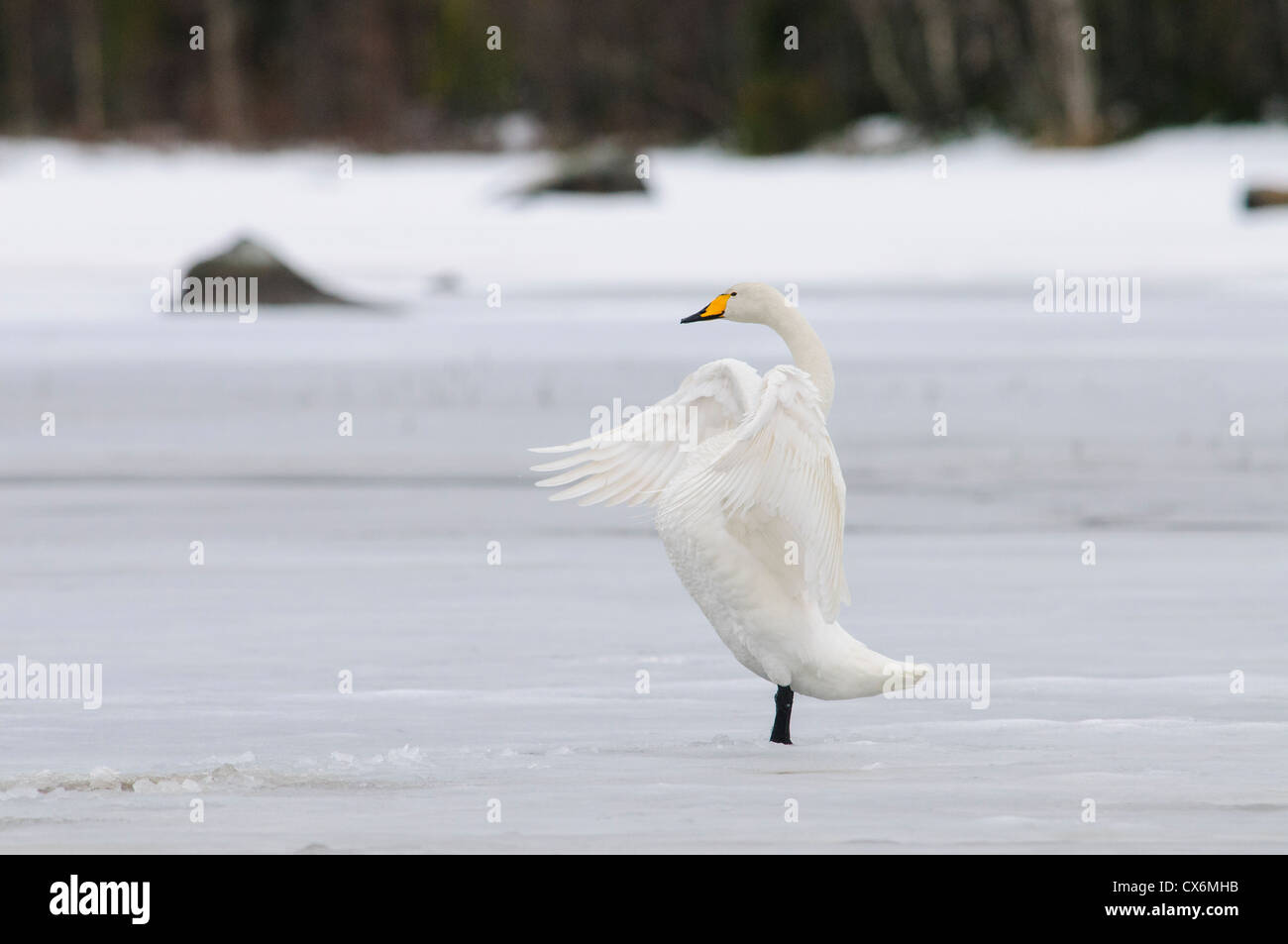 Whooper swan flapping his wings on a frozen lake Stock Photo