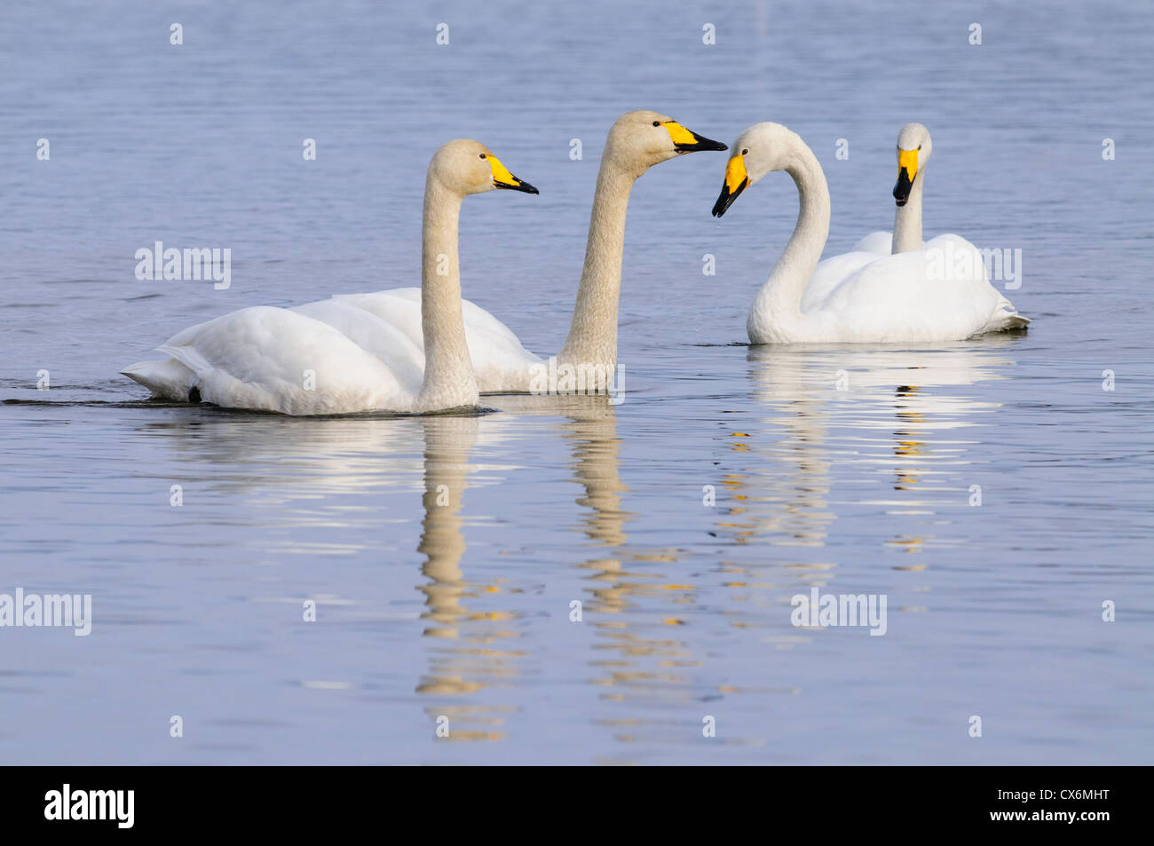 Group of whooper swans swimming in a lake in nice soft evening light Stock Photo