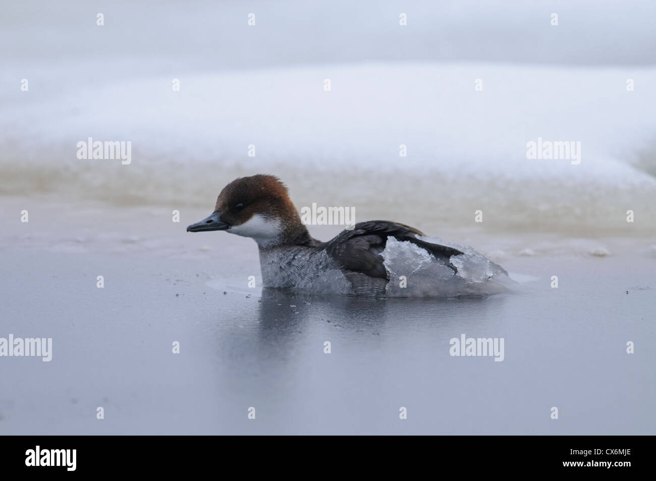 Female Smew after a dive when coming to the surface with ice on its back Stock Photo