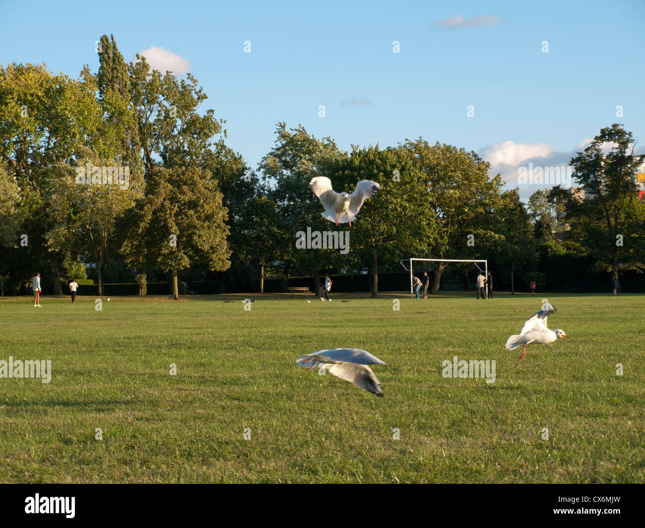 Birds in King Edward VII park, Wembley, Borough of Brent, London, England, United Kingdom Stock Birds in King Edward VII park, Wembley, Borough of Brent, London, England, United Kingdom Stock
