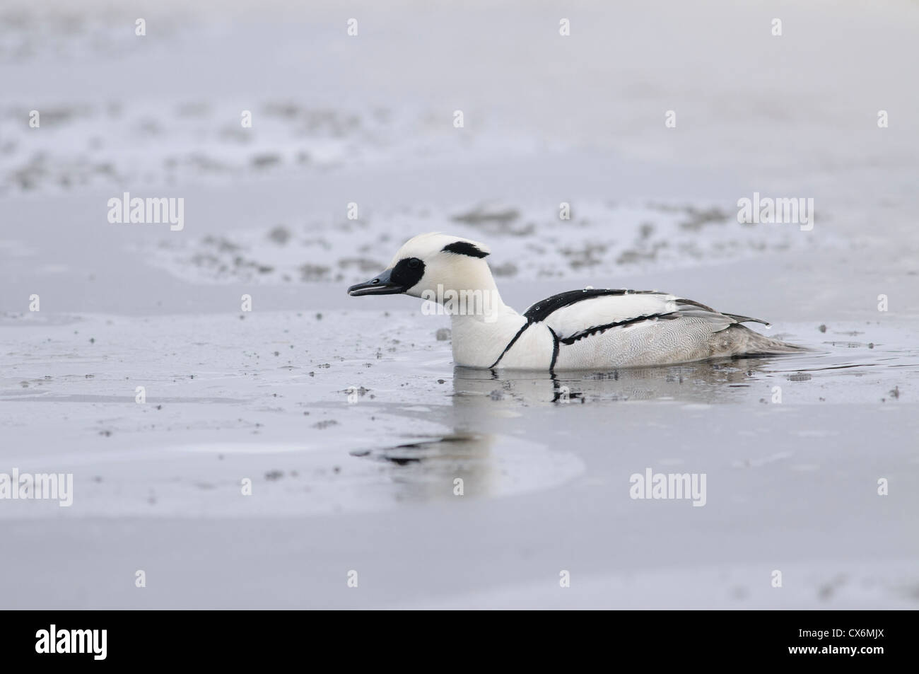 Male smew after a dive in a frozen lake Stock Photo