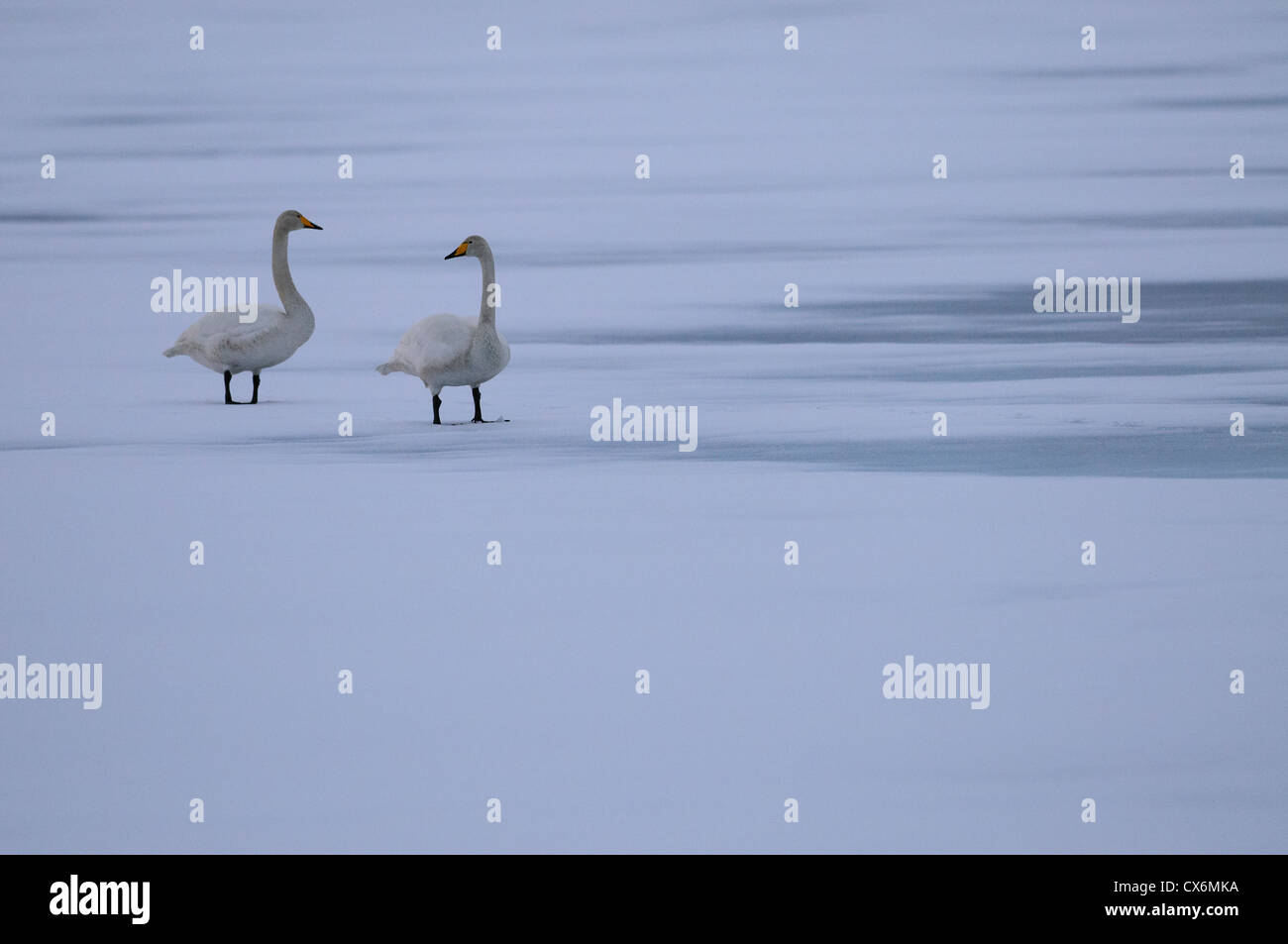 Pair of Whooper swans on ice on a frozen lake in Finland Stock Photo
