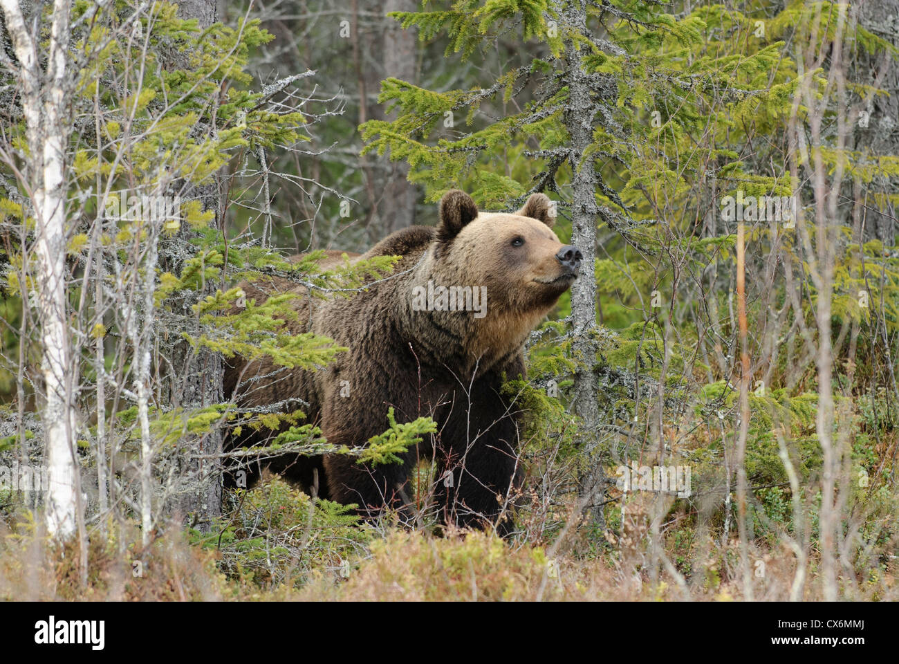 A wild brown bear leaves the forest carefully, eastern Finland Stock Photo