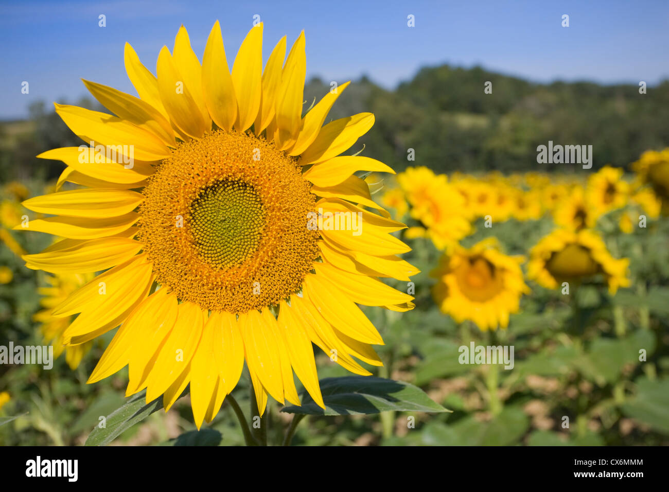 Sunflower field in the south of France Stock Photo