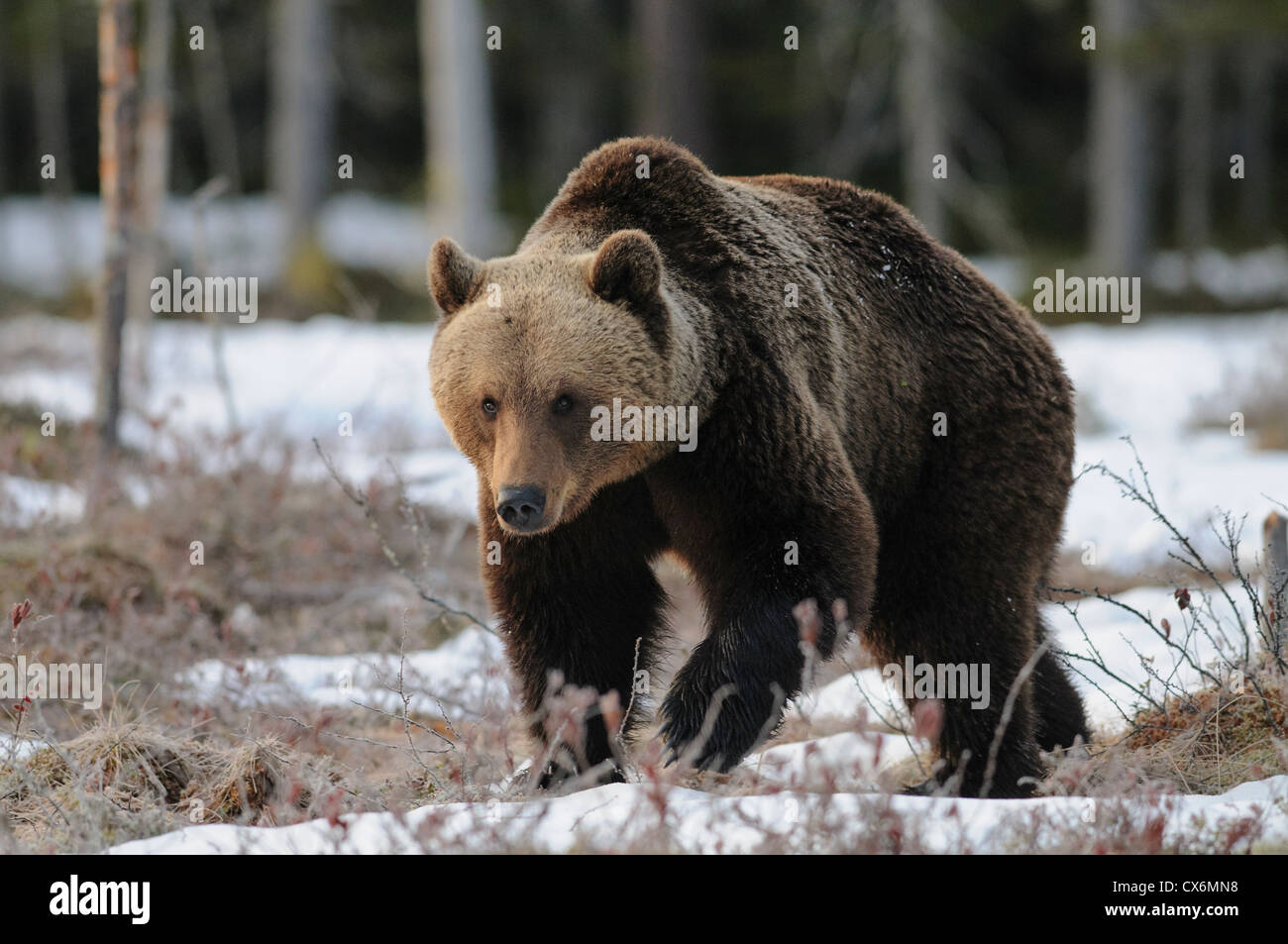 Although brown bears hibernate, when they awake in spring there is still snow in Finland Stock Photo