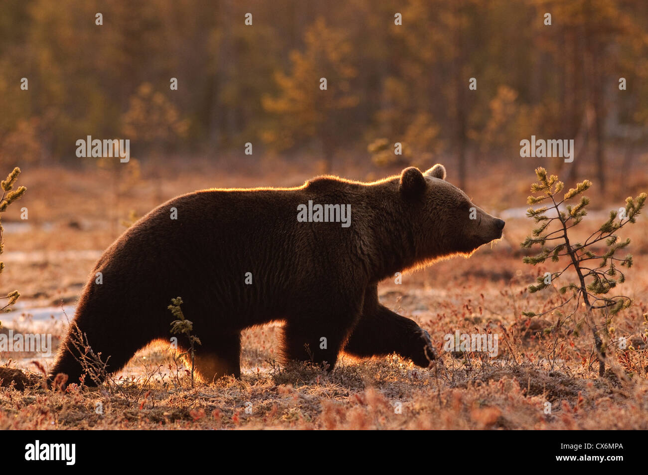 A wild brown bear crosses a Finnish moor in fantastic early morning light Stock Photo