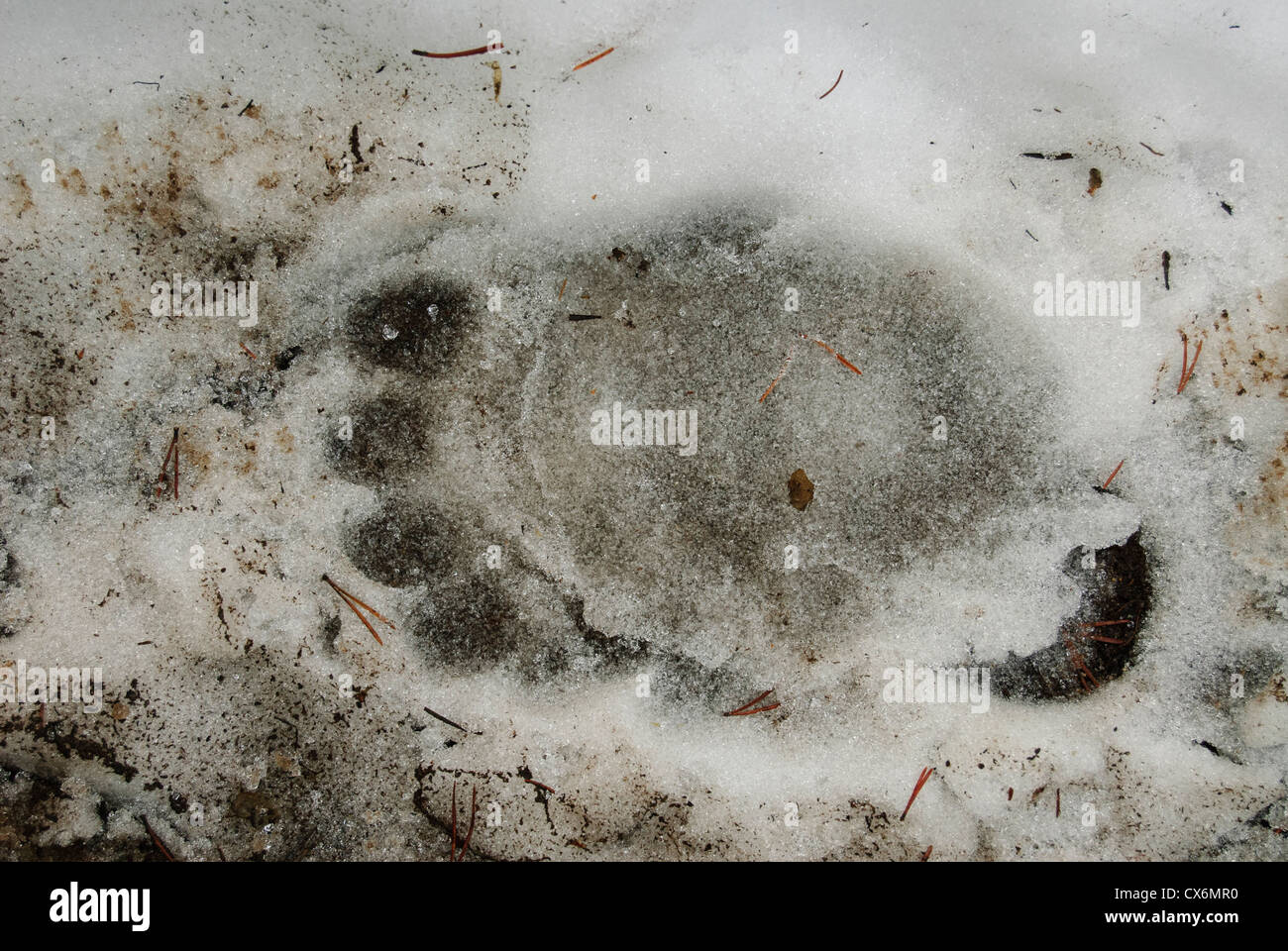 15 cm wide footprint of a wild brown bear in the snow Stock Photo