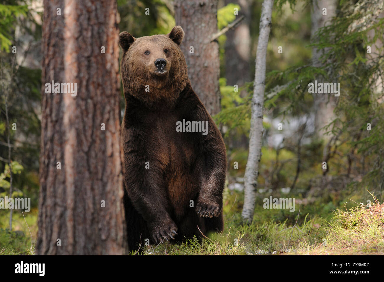 Wild brown bear standing up in a forest in eastern Finland Stock Photo