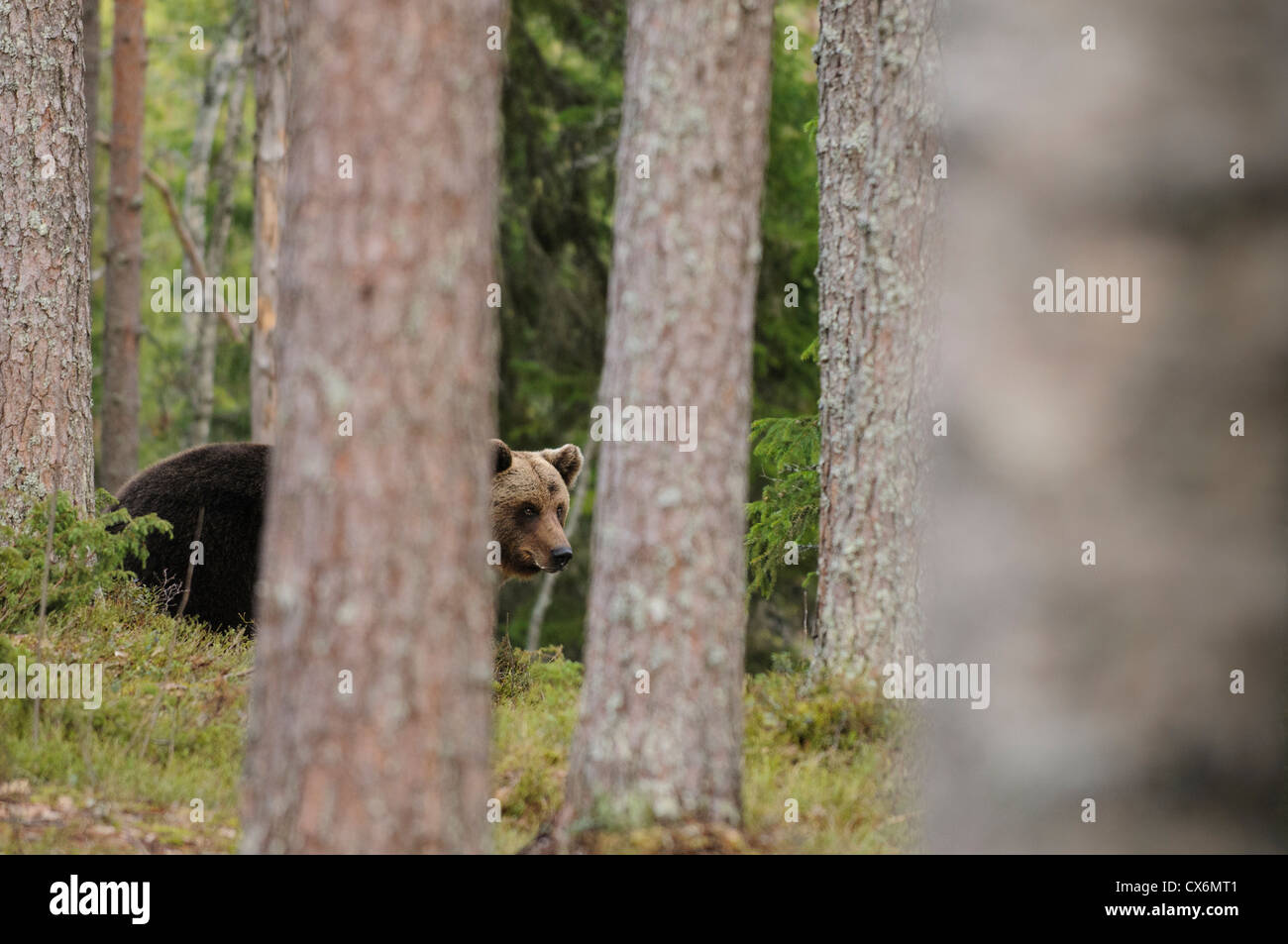 A wild brown bear hidden in a Finnish forest Stock Photo