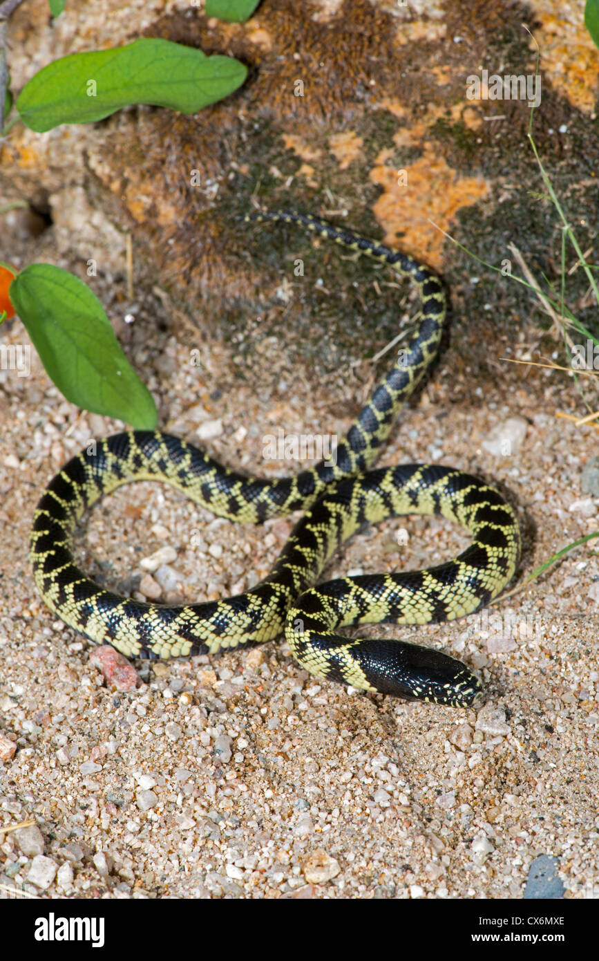 Kingsnake yellow hi-res stock photography and images - Alamy