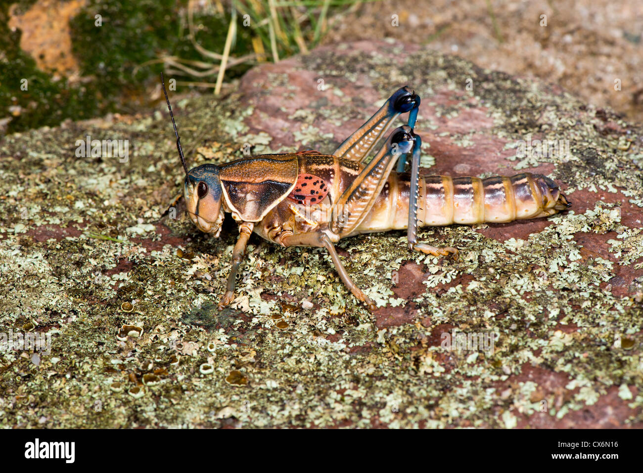 Plains Lubber Brachystola magna Nogales, Santa Cruz County, Arizona, United States 17 September Adult Orthoptera: Acrididae Stock Photo