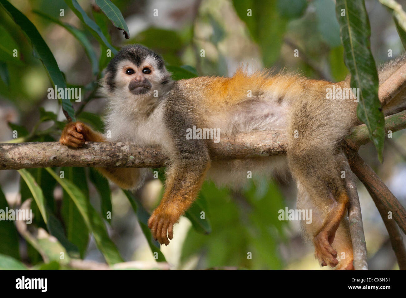 Central American Squirrel Monkey Stock Photo